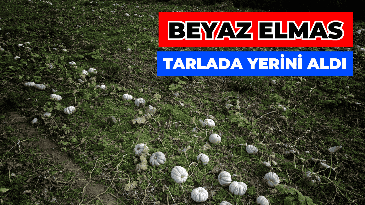 Sakarya'da "Beyaz Elmas" Hasadı Başladı