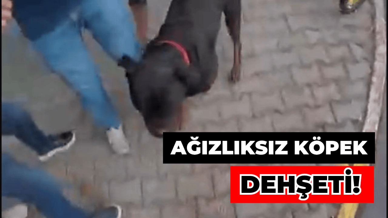 Ağızlıksız Gezdirilen Köpek Önce Kadına Sonra Kuryeye Saldırdı