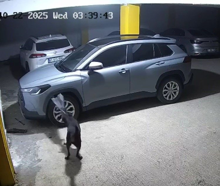Köpekler Kediyi Kovalarken Park Halindeki SUV Aracı Parçaladı! - Sayfa 1