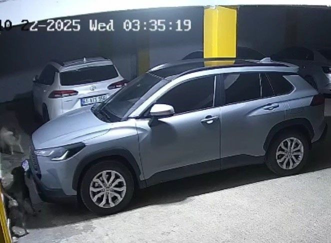Köpekler Kediyi Kovalarken Park Halindeki SUV Aracı Parçaladı! - Sayfa 3