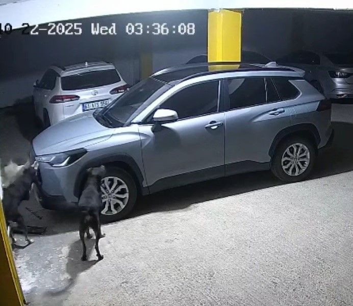 Köpekler Kediyi Kovalarken Park Halindeki SUV Aracı Parçaladı! - Sayfa 4