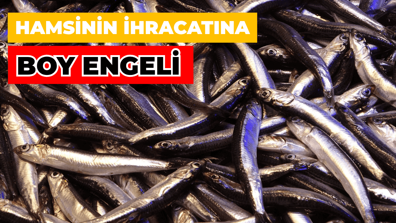 Karadeniz Hamsisi Tezgahta Bol, İhracatta Sıkıntılı