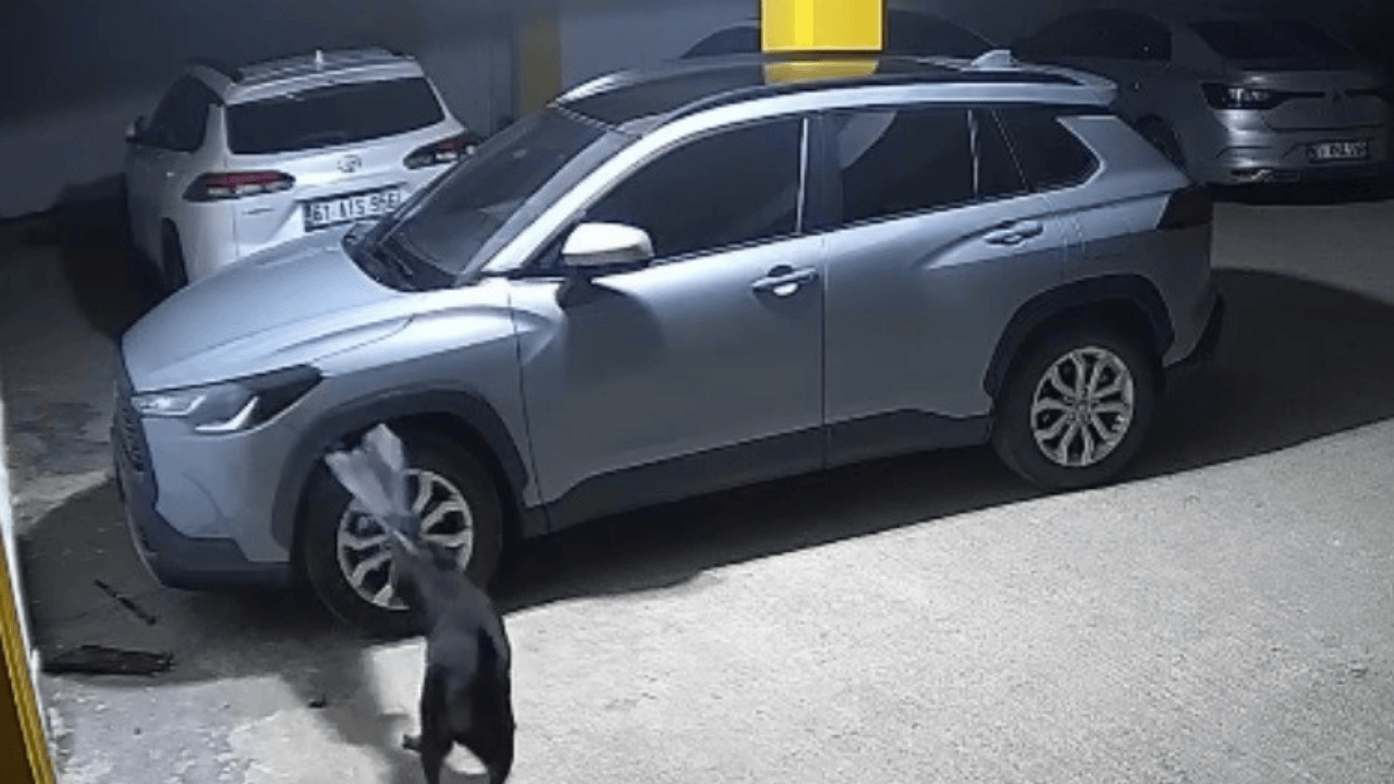 Köpekler Kediyi Kovalarken Park Halindeki SUV Aracı Parçaladı!