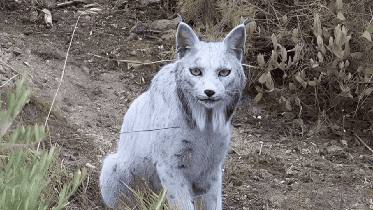 İspanyol Fotoğrafçı, İlk Kez Beyaz Bir İber Vaşağını Görüntüledi