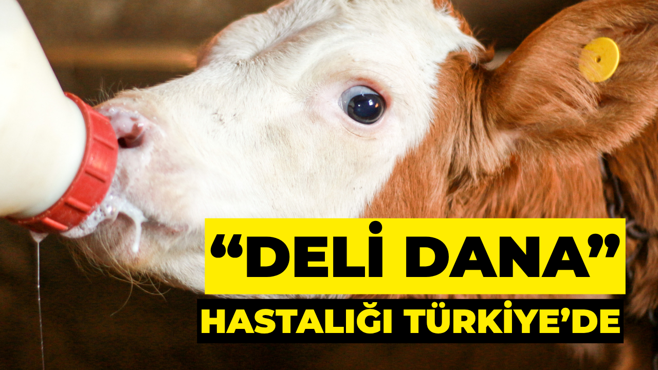 Ankara'dan Sonra Bolu’da da “Deli Dana” Hastalığı Tespit Edildi