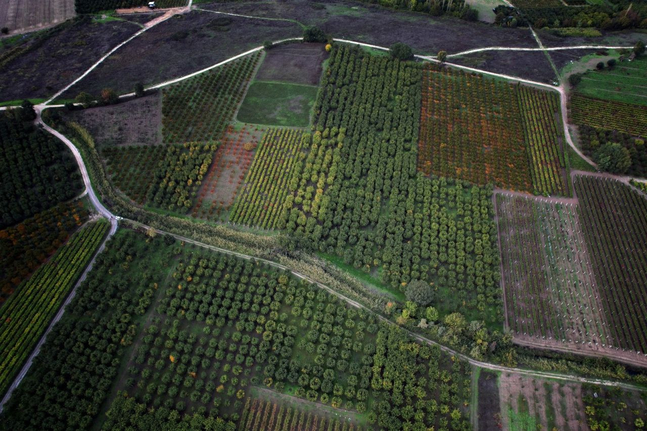 Zirai Don Geyve ve Pamukova’da Ayva Hasadını Vurdu: Verim Sıfıra Düştü - Sayfa 6