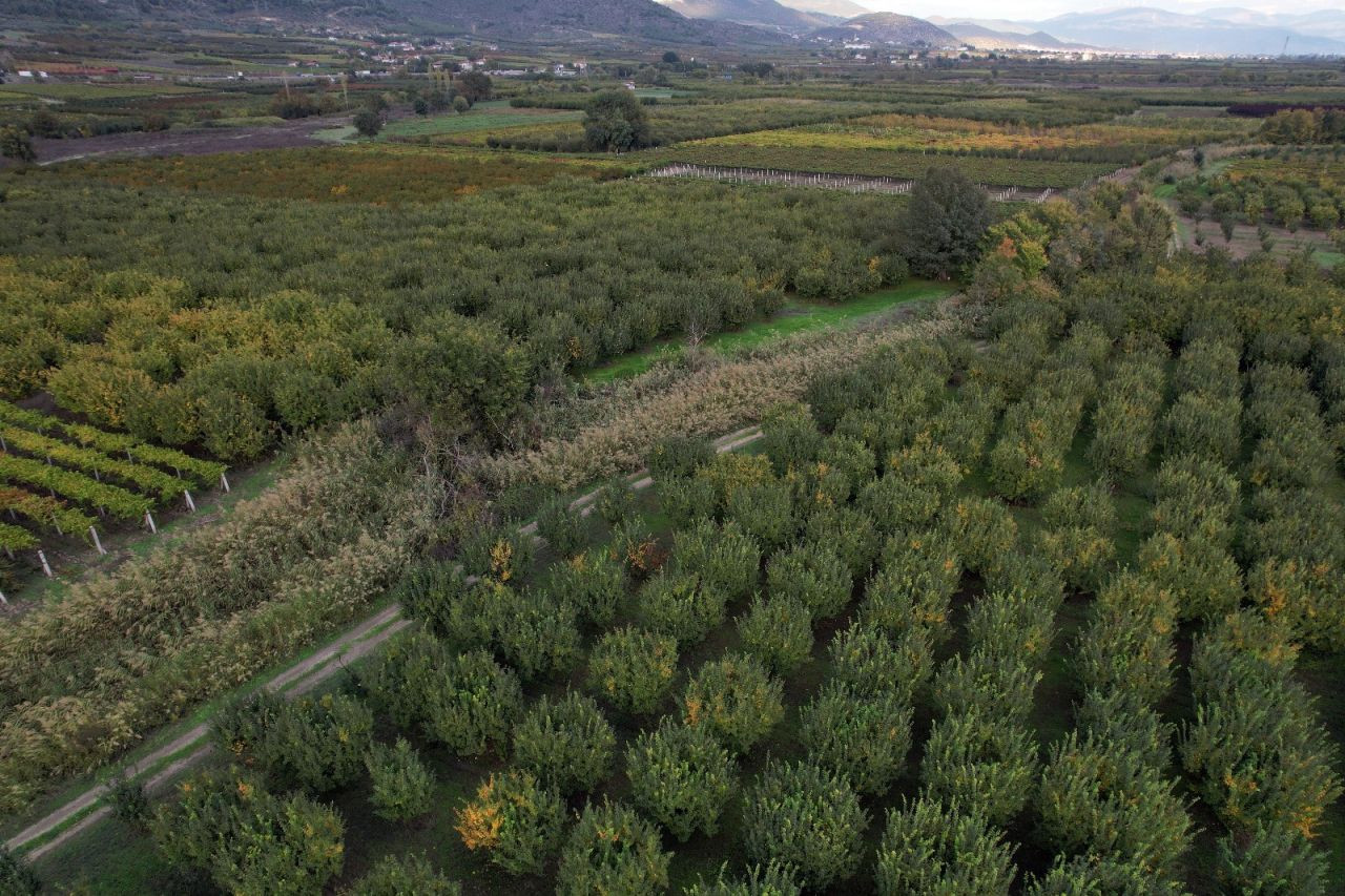 Zirai Don Geyve ve Pamukova’da Ayva Hasadını Vurdu: Verim Sıfıra Düştü - Sayfa 1