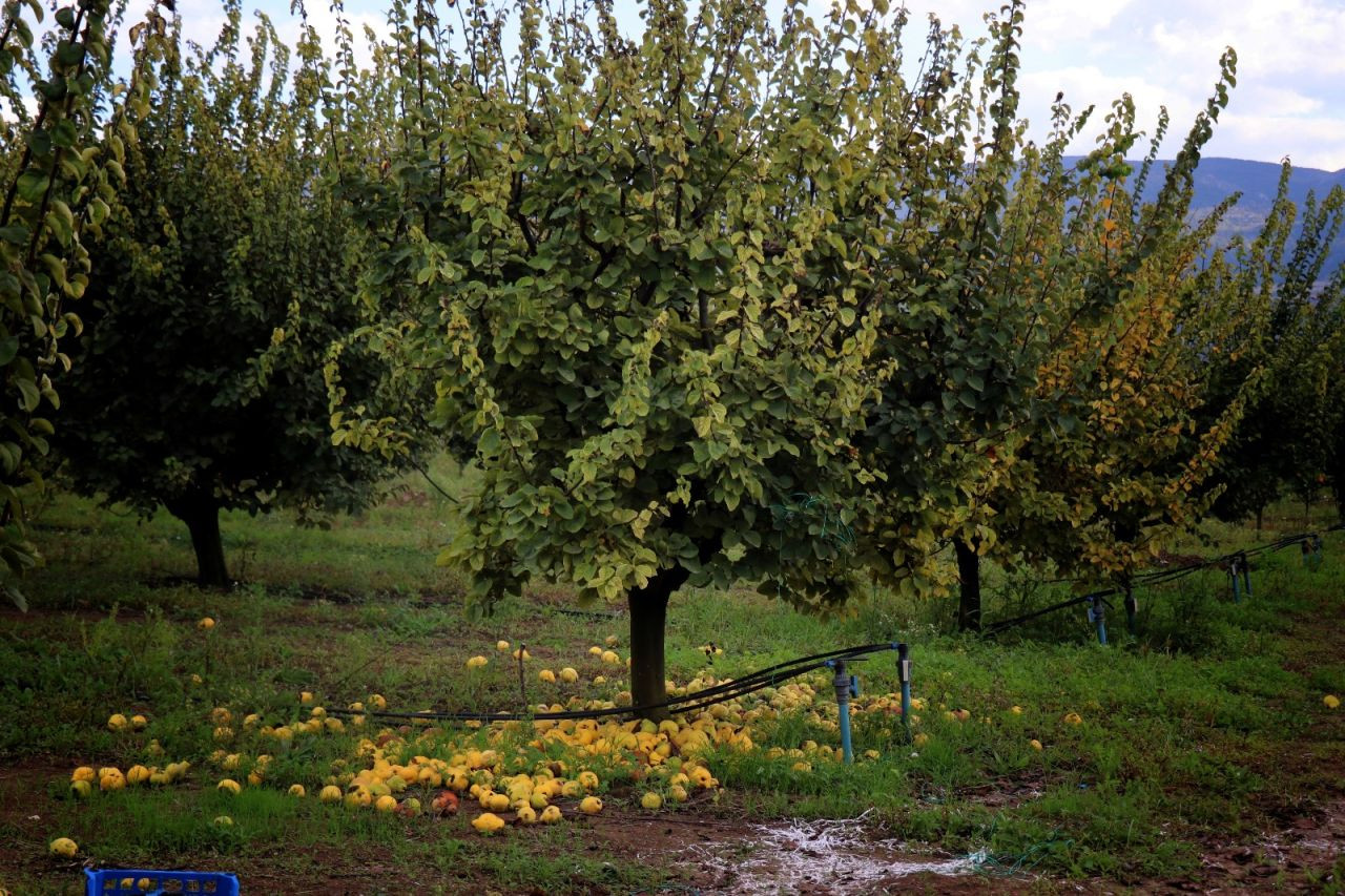 Zirai Don Geyve ve Pamukova’da Ayva Hasadını Vurdu: Verim Sıfıra Düştü - Sayfa 3