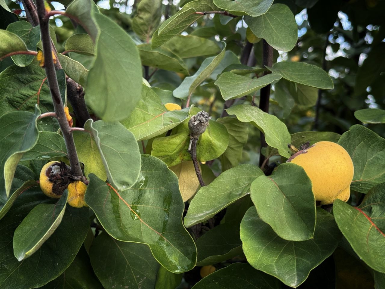 Zirai Don Geyve ve Pamukova’da Ayva Hasadını Vurdu: Verim Sıfıra Düştü - Sayfa 4