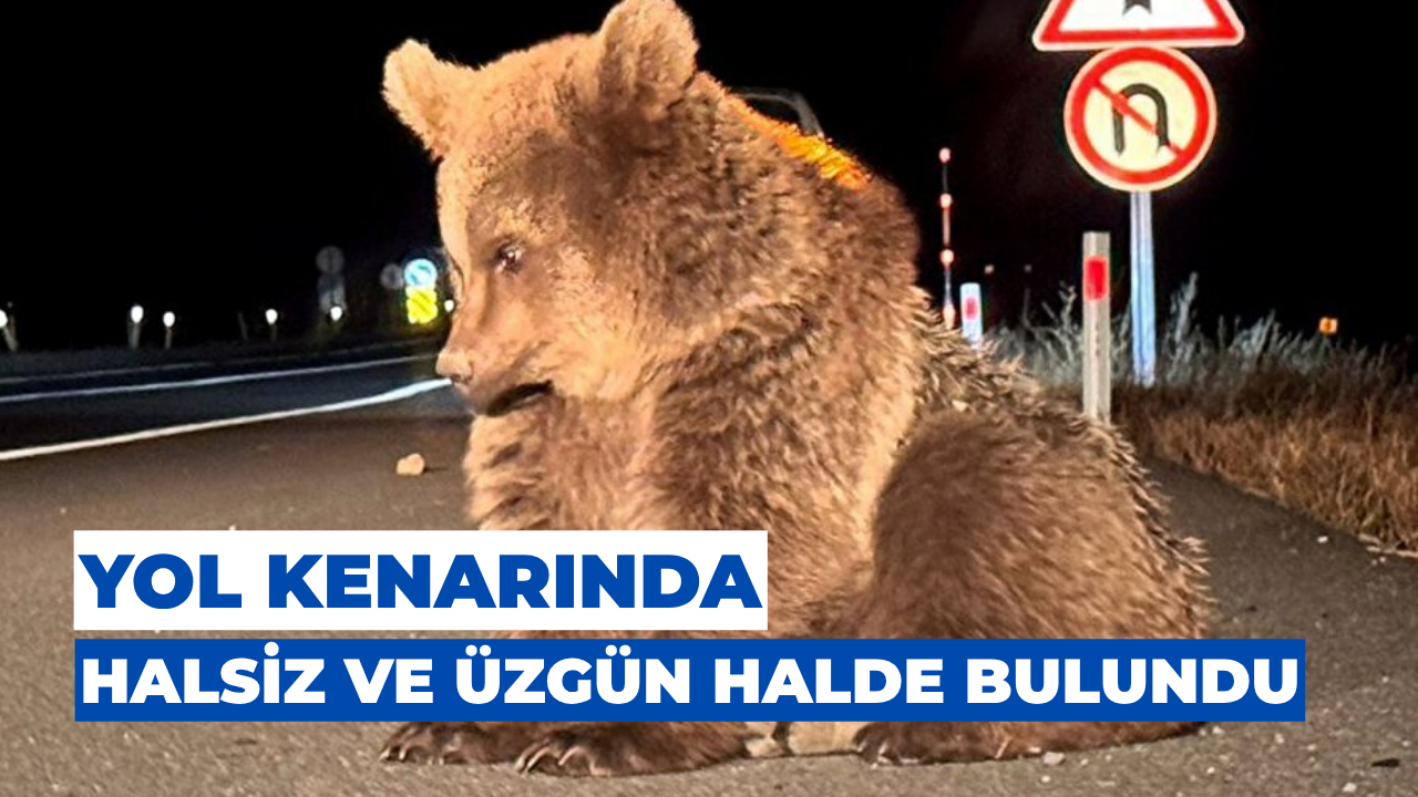 Yol Kenarında Bulunan Yavru Bozayı, Koruma Ve Tedavi Altına Alındı.