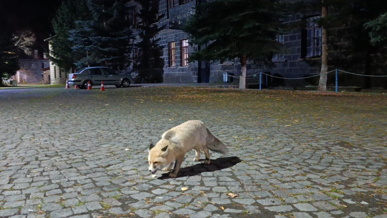 Tilkiyi Bisküviyle Besledi: O Anlar Sosyal Medyada Gündem Oldu - Sayfa 4