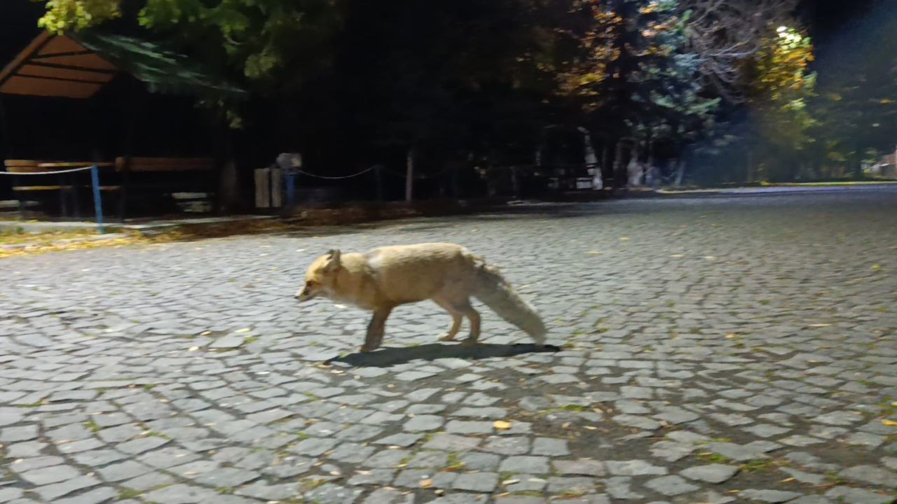 Tilkiyi Bisküviyle Besledi: O Anlar Sosyal Medyada Gündem Oldu - Sayfa 3