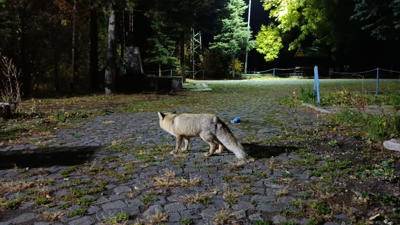 Tilkiyi Bisküviyle Besledi: O Anlar Sosyal Medyada Gündem Oldu - Sayfa 1