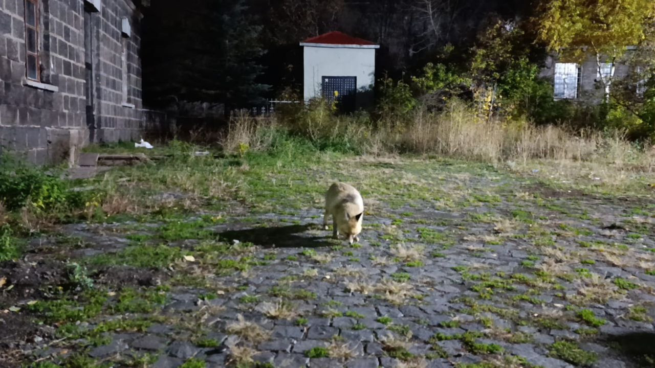 Tilkiyi Bisküviyle Besledi: O Anlar Sosyal Medyada Gündem Oldu - Sayfa 2