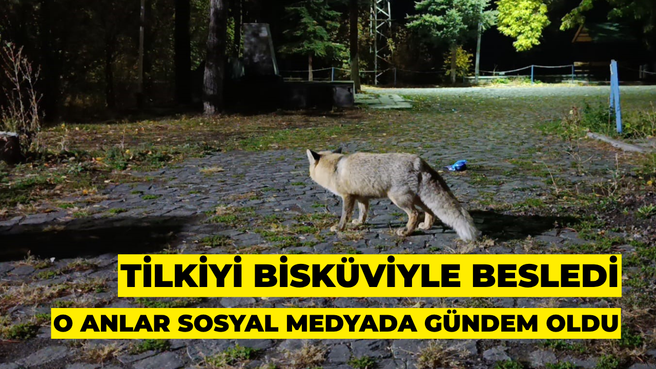 Tilkiyi Bisküviyle Besledi: O Anlar Sosyal Medyada Gündem Oldu