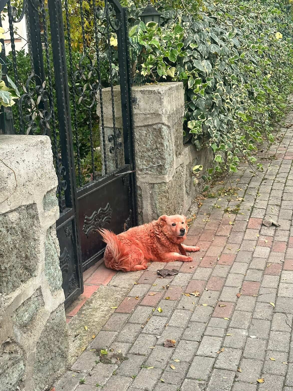 Kocaeli’de Boyalı Sokak Köpekleri Merak Uyandırdı - Sayfa 1