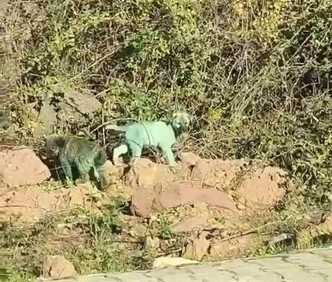 Kocaeli’de Boyalı Sokak Köpekleri Merak Uyandırdı - Sayfa 2