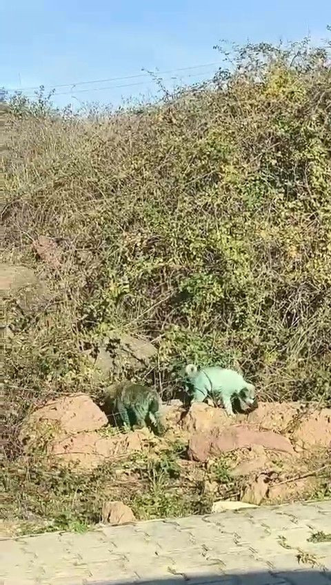 Kocaeli’de Boyalı Sokak Köpekleri Merak Uyandırdı - Sayfa 3