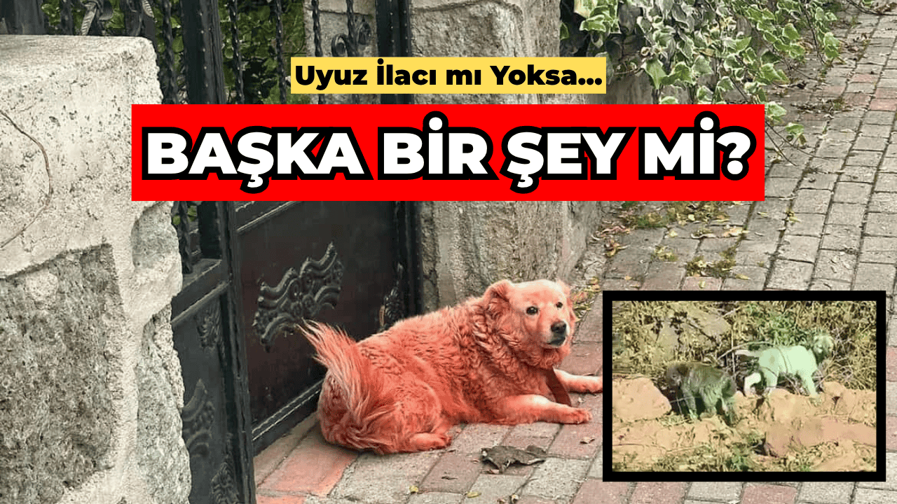 Kocaeli’de Boyalı Sokak Köpekleri Merak Uyandırdı