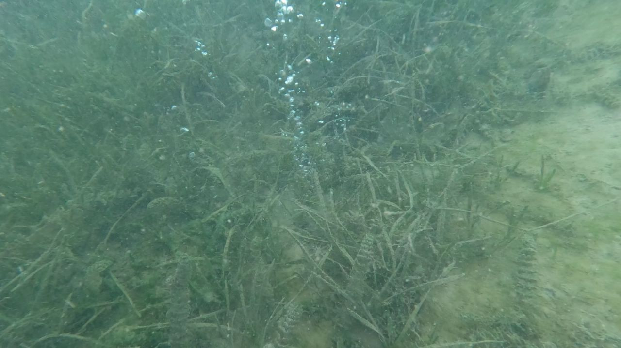 Sapanca Gölü'ndeki Gizemli Kabarcıklar Görüntülendi - Sayfa 1