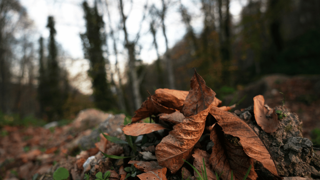 Sonbahar Çam Dağı’nı Renk Cümbüşüne Bürüdü - Sayfa 4