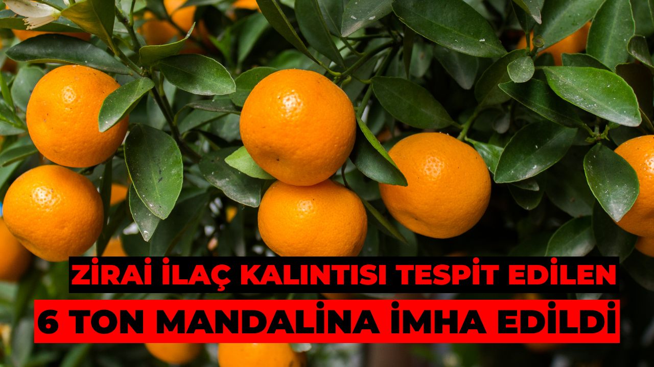 Zirai İlaç Kalıntısı Tespit Edilen 6 Ton Mandalina İmha Edildi