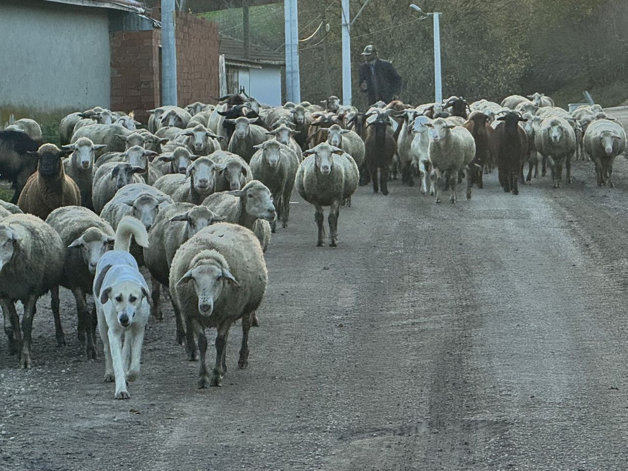 Edirne'de Çoban Krizi: Aylık 50 Bin TL Maaş Bile Çözüm Olmadı - Sayfa 1