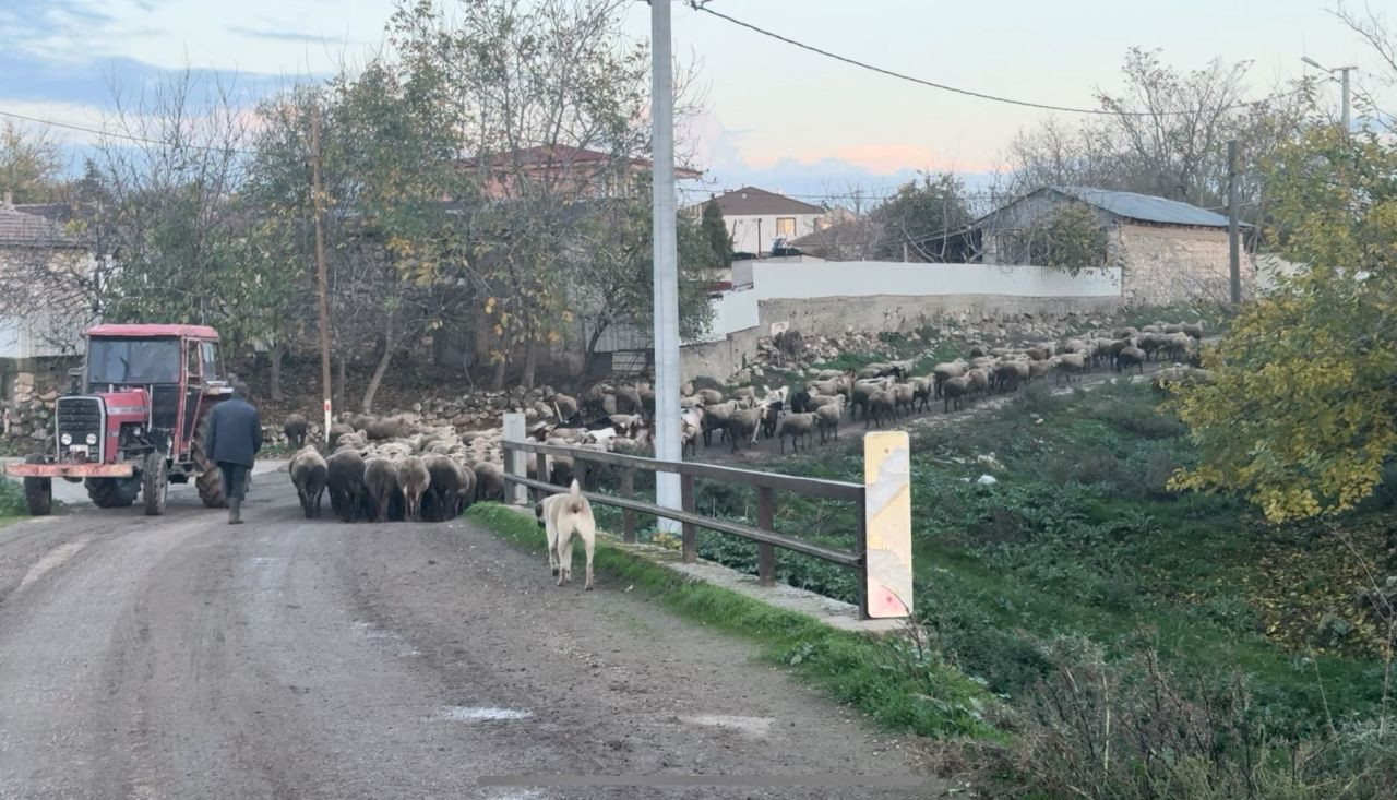 Edirne'de Çoban Krizi: Aylık 50 Bin TL Maaş Bile Çözüm Olmadı - Sayfa 3