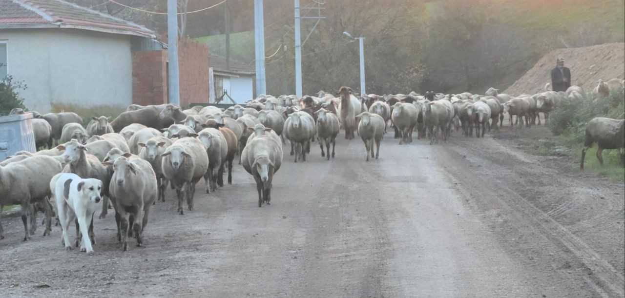 Edirne'de Çoban Krizi: Aylık 50 Bin TL Maaş Bile Çözüm Olmadı - Sayfa 4