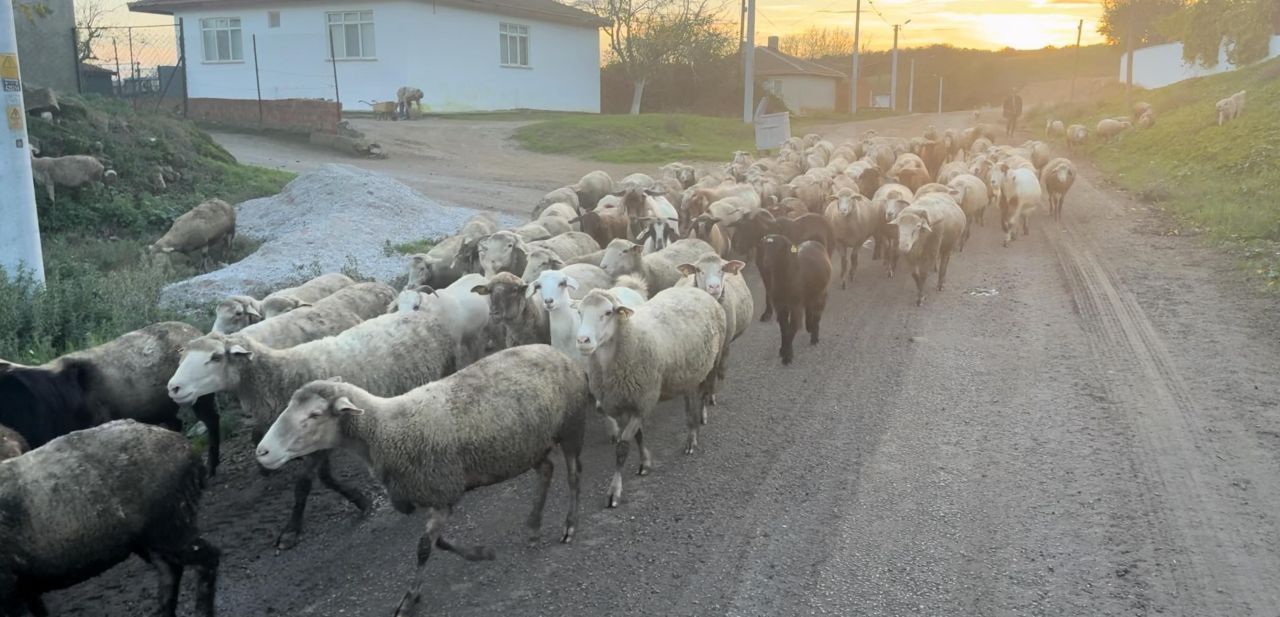 Edirne'de Çoban Krizi: Aylık 50 Bin TL Maaş Bile Çözüm Olmadı - Sayfa 5
