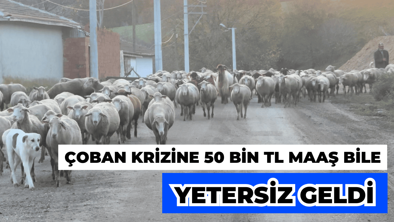 Edirne'de Çoban Krizi: Aylık 50 Bin TL Maaş Bile Çözüm Olmadı