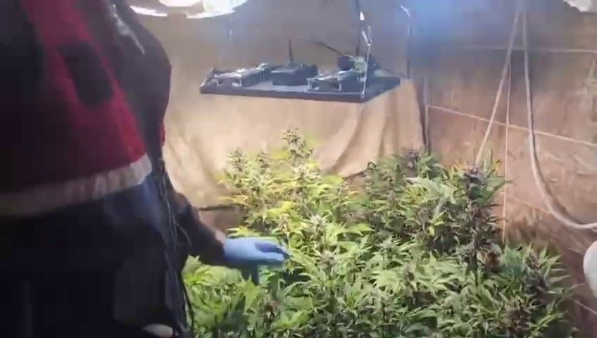 Evin İçinden Uyuşturucu Serası Çıktı - Sayfa 1