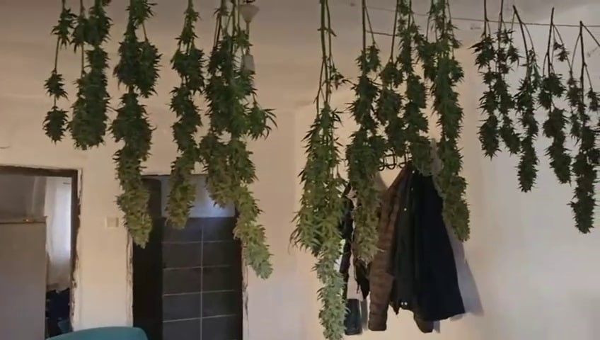 Evin İçinden Uyuşturucu Serası Çıktı - Sayfa 2