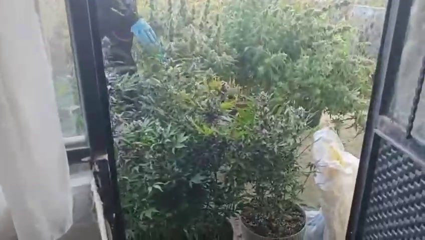 Evin İçinden Uyuşturucu Serası Çıktı - Sayfa 3