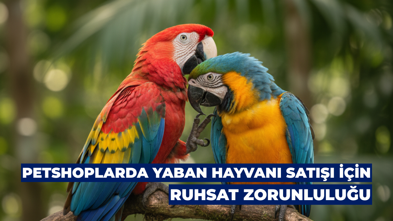 Petshoplarda Yaban Hayvanı Satışı İçin Ruhsat Zorunluluğu