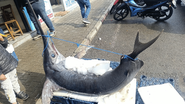 Hatay’da 138 Kiloluk Dev Kılıç Balığı İlgi Odağı Oldu - Sayfa 2