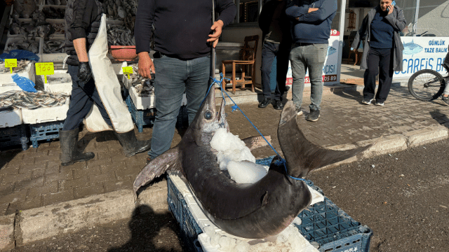 Hatay’da 138 Kiloluk Dev Kılıç Balığı İlgi Odağı Oldu - Sayfa 3