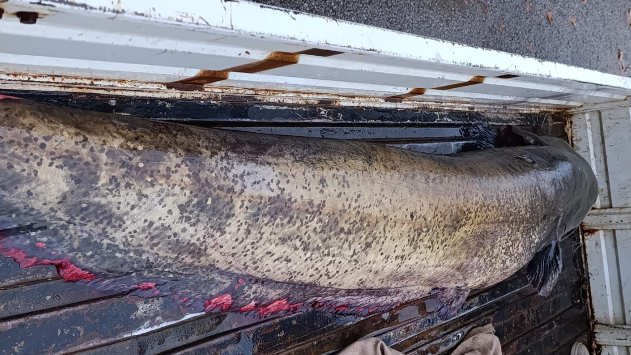 İznik’te 65 Kiloluk Dev Yayın Balığı Şaşkınlık Yarattı