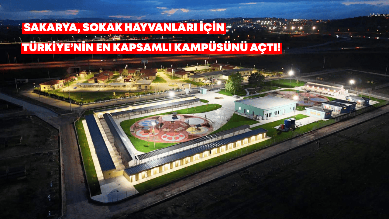 Sakarya, Sokak Hayvanları İçin Türkiye’nin En Kapsamlı Kampüsünü Açtı!