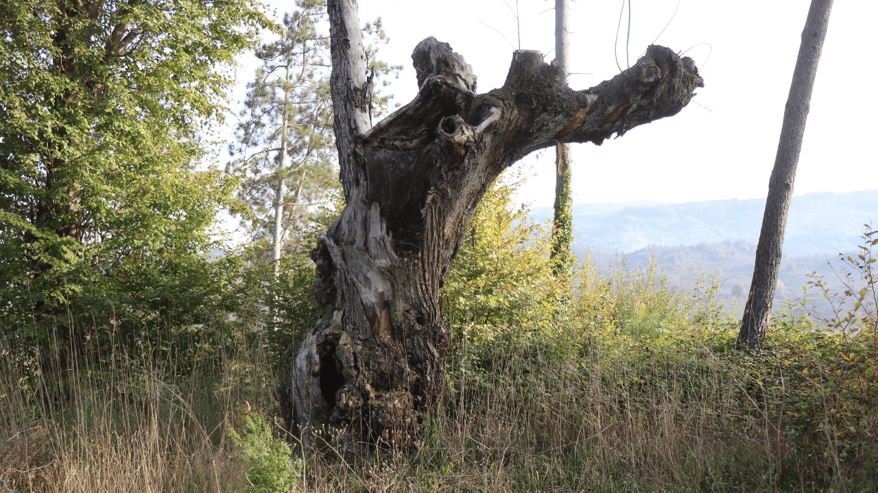 Kocaali’de 400 Yıllık Mezarlık Definecilerle Yok Oldu - Sayfa 4