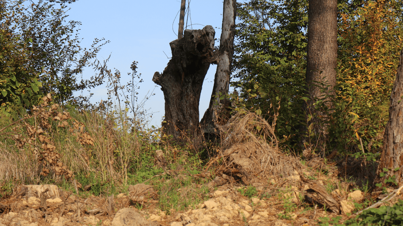 Kocaali’de 400 Yıllık Mezarlık Definecilerle Yok Oldu - Sayfa 3