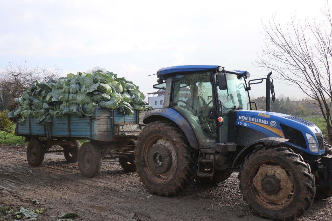 Sakarya’da Lahana Hasadı Devam Ediyor: Turşuların Başrolü Tarlada - Sayfa 3