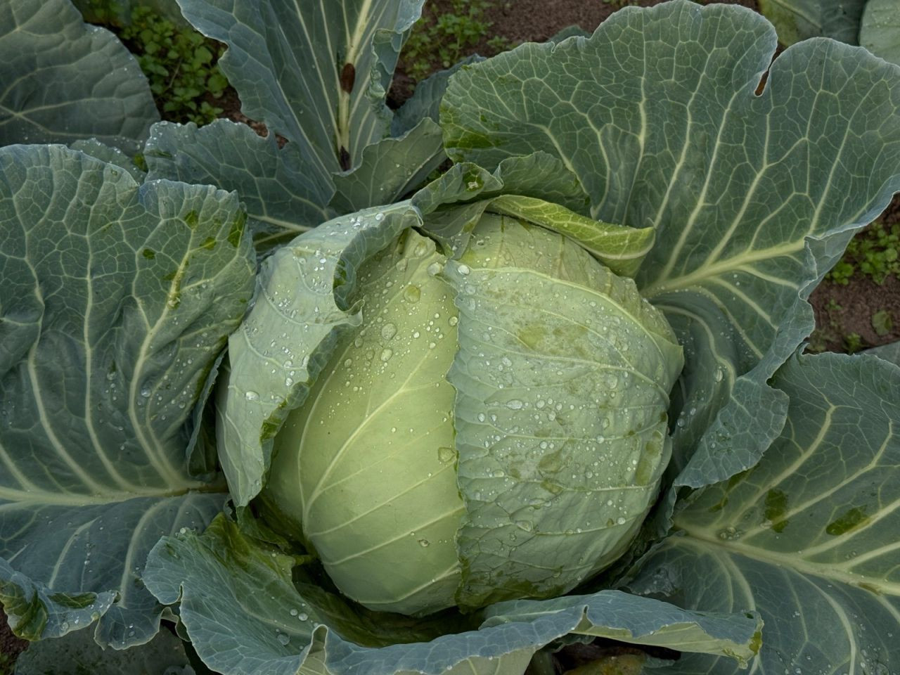 Sakarya’da Lahana Hasadı Devam Ediyor: Turşuların Başrolü Tarlada - Sayfa 2