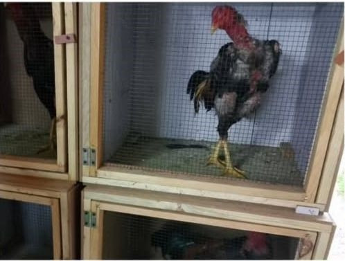 Sakarya’da Horoz Dövüşü Operasyonu - Sayfa 2