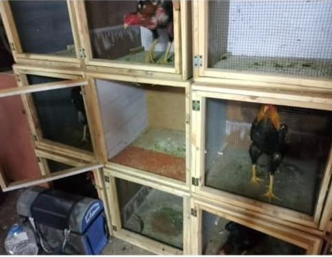 Sakarya’da Horoz Dövüşü Operasyonu - Sayfa 1