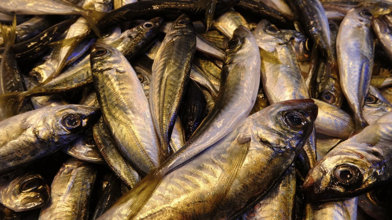 Doğu Karadeniz’de Hamsi Azaldı, Tezgâhlarda İstavrit Öne Çıktı - Sayfa 4