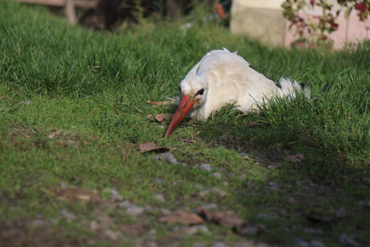 Annesinin Yuvadan Attığı Leylek Kocaali’de Hayata Tutundu - Sayfa 3