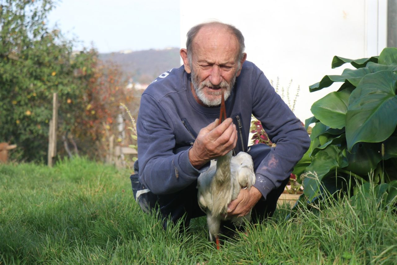 Annesinin Yuvadan Attığı Leylek Kocaali’de Hayata Tutundu - Sayfa 1