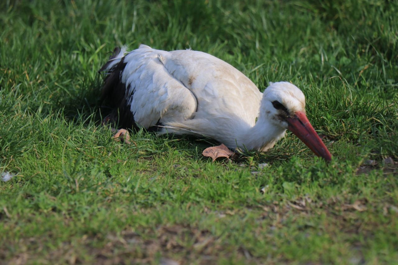 Annesinin Yuvadan Attığı Leylek Kocaali’de Hayata Tutundu - Sayfa 2