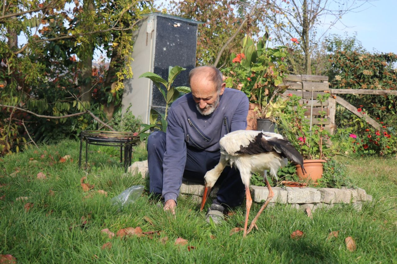 Annesinin Yuvadan Attığı Leylek Kocaali’de Hayata Tutundu - Sayfa 4